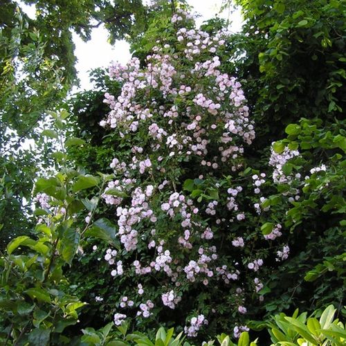 Rózsaszín majd fehér virágzatú - Apróvirágú - magastörzsű rózsafa- csüngő koronaforma